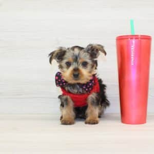 Cider - Teacup Yorkie Puppy