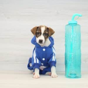 Jack - Jack Russell Terrier