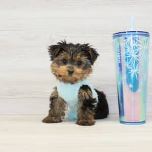 Lucky - Teacup Yorkie Puppy For Sale