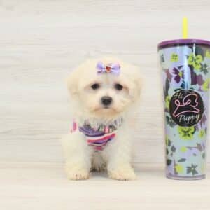 Luna- Toy Maltipoo Puppy