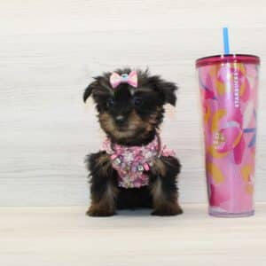Prada - Teacup Yorkie Puppy