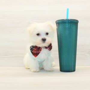 Prince - Teacup Maltese Puppy