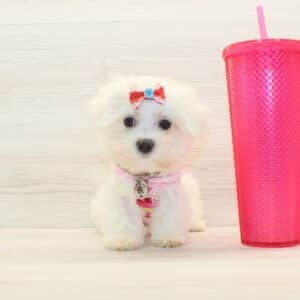 Ruby - Teacup Maltese Puppy