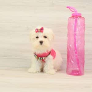 Snowie - Toy Maltese Puppy