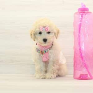 Sophie - Toy Poodle Puppy