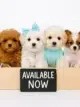 Available Puppies