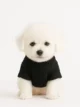 Bichon Frise