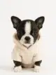 Boston Terrier
