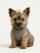 Cairn Terrier