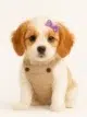 Cavachon