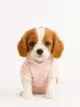Cavalier King Charles