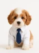 Cavapoo