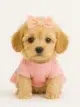 Cockapoo