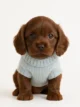 Cocker Spaniel