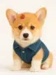 Corgi