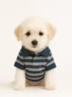 Coton de Tulear