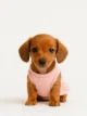Dachshund