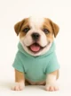 English Bulldog