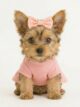 Chorkie