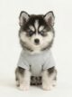 Pomsky