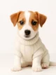Jack Russell Terrier