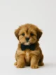 Lhasa Apso