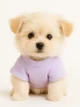 Maltipom