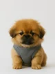 Pekingese