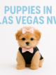 Puppies for Sale in Las Vegas