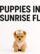 Puppies In Sunrise Florida