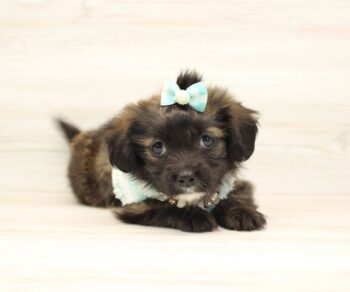 Puppy Heaven Explore Breeds alvin morkie puppies near me