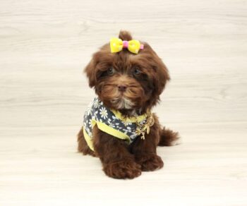 Puppy Heaven Explore Breeds chocolate havanese puppies