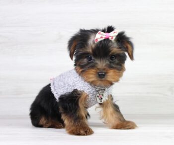 Puppy Heaven Explore Breeds miss universe yorkie puppies for sale