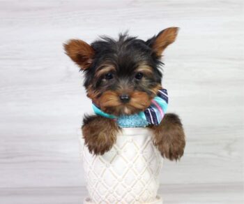 Puppy Heaven Explore Breeds mr perfect yorkie with floppy ears