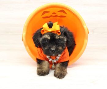 Puppy Heaven Explore Breeds simon morkie puppies for sale ohio