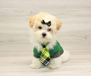 Puppy Heaven stitch Maltipoo puppies
