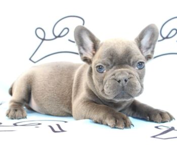Puppy Heaven Explore Breeds too short blue merle french bulldog
