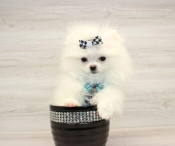Puppy Heaven Explore Breeds zach king cute pomeranian pup