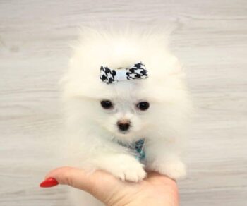 Puppy Heaven Explore Breeds zach king teacup pomeranian puppies for sale near me