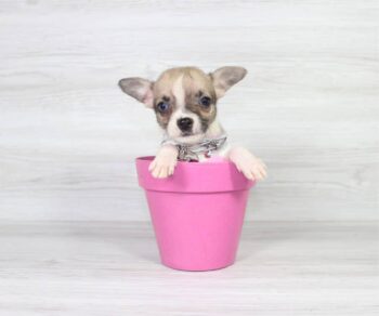 Puppy Heaven Explore Breed szola Chihuahua puppies for sale by owner