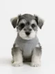 Schnauzer