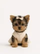 Yorkie