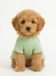 Goldendoodle