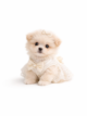 Pomapoo
