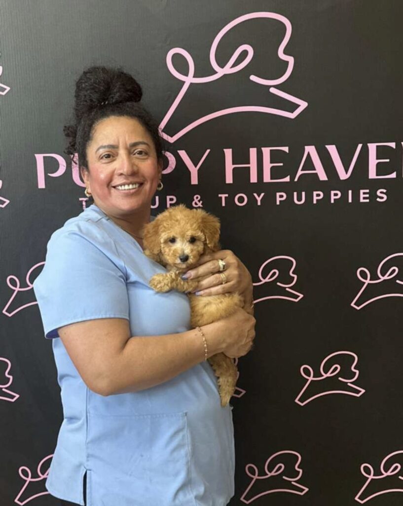Trump Toy Poodle Puppy