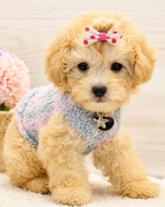Teacup Poodle