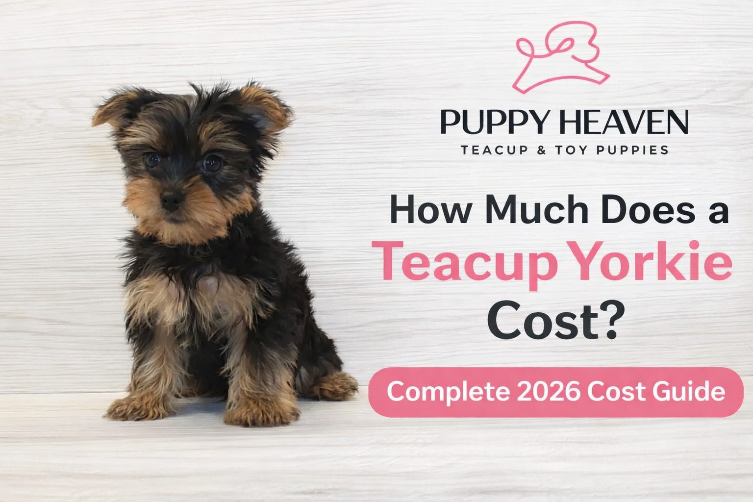Teacup Yorkie Price Guide