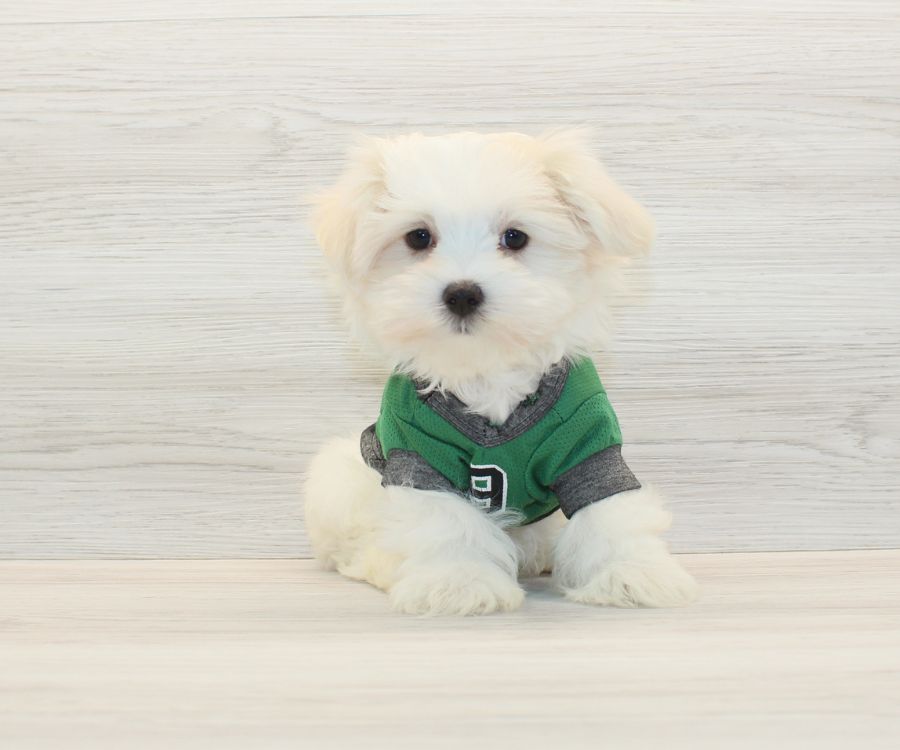 White Maltese puppy with long silky coat sitting on a soft neutral background