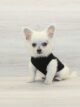 Teacup Chihuahua puppy with big ears and short coat sitting on a soft blanket