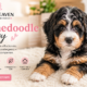 Bernedoodle